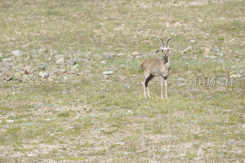 可可西里自然保护区的西藏野驴