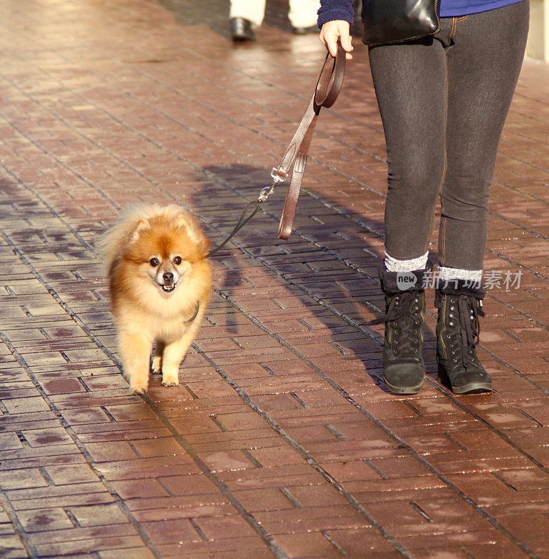 小博美犬在城市里散步