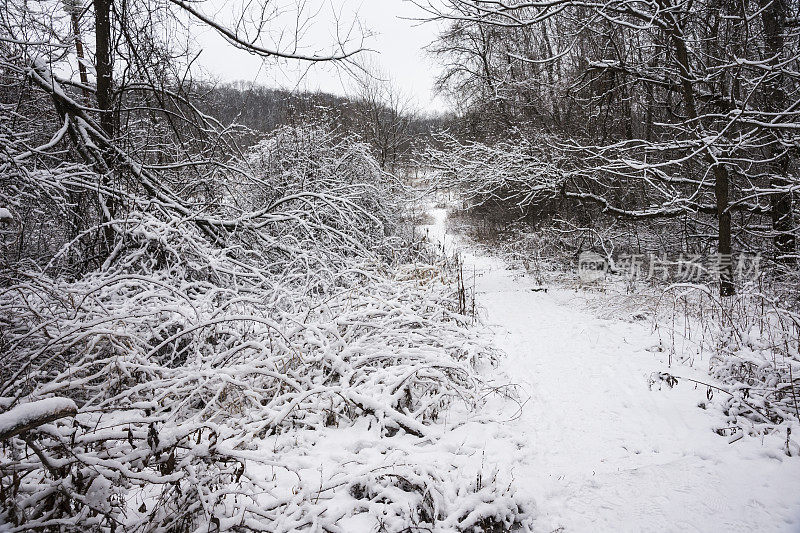 冬天的森林，草被雪覆盖