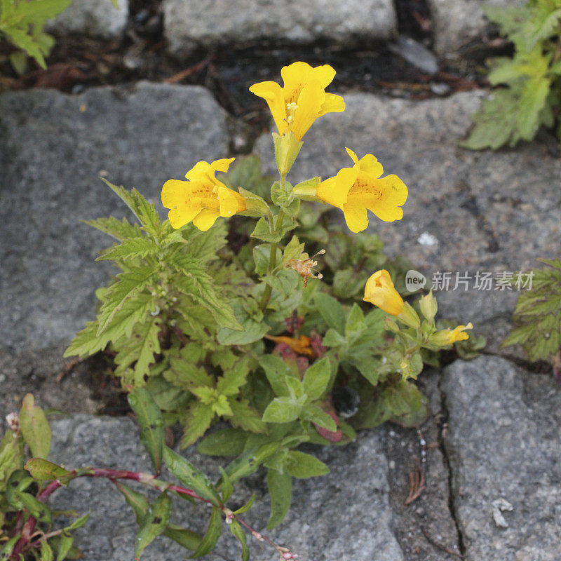 黄猴花滴蜜近