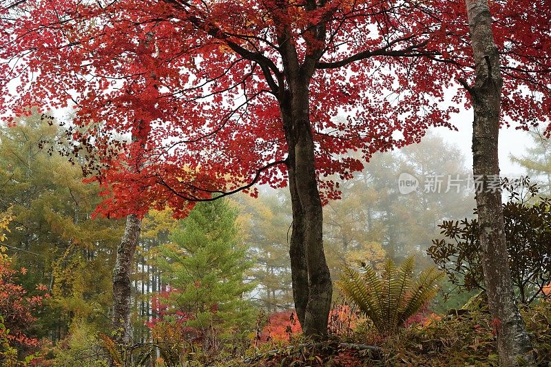 日本的沦陷，长野