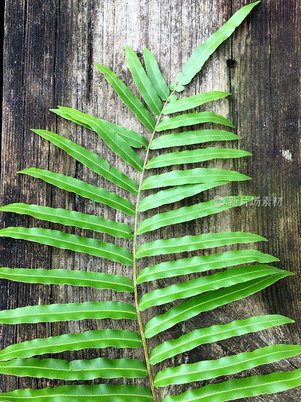 蕨类植物的分支