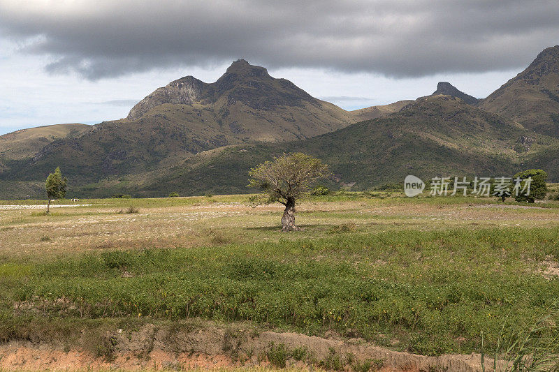 孤独的猴面包树农地Taolanaro马达加斯加毁林山脉