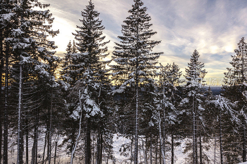 阳光透过云杉森林与雪在日落。