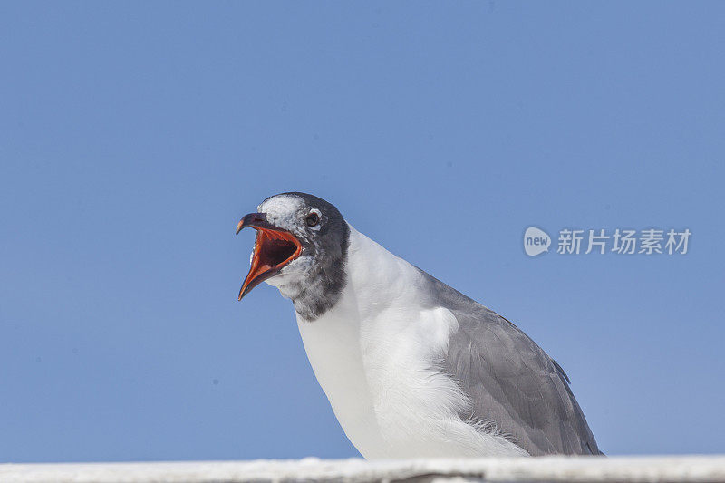 渡船上的笑鸥