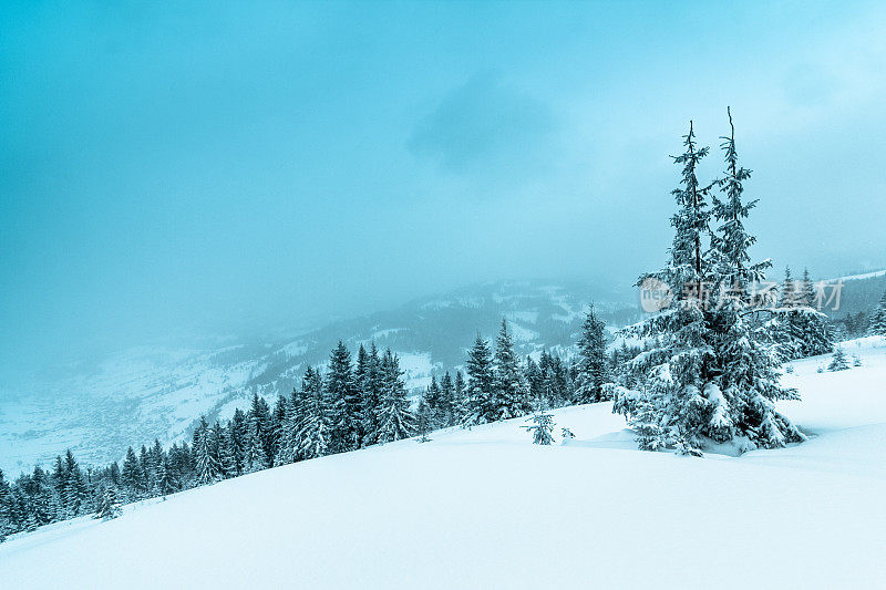 美丽的冬季景观和白雪覆盖的树木