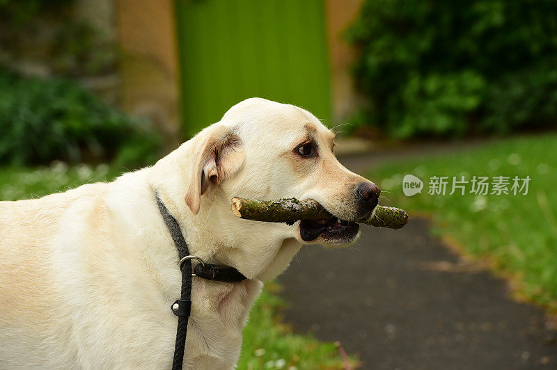 拉布拉多寻回犬