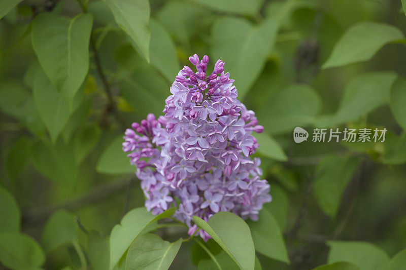 春天，盛开的紫丁香花在树上