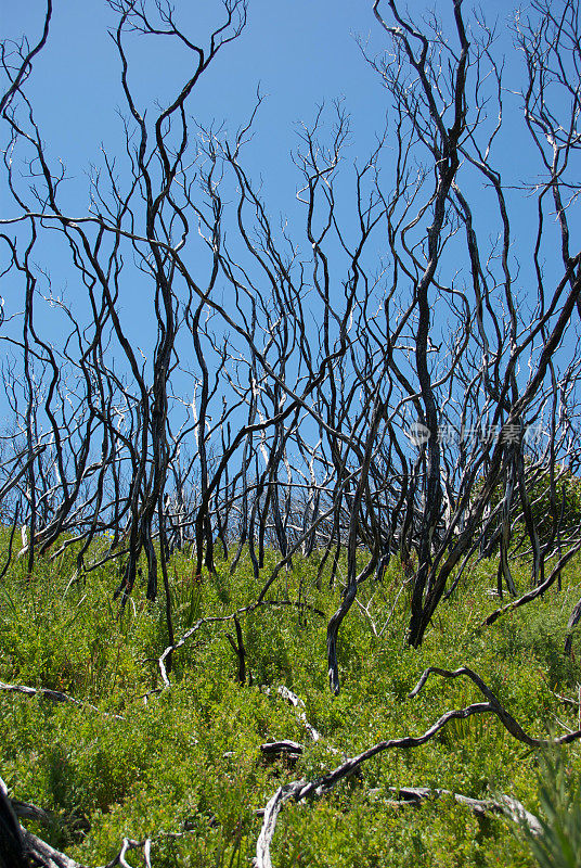 戏剧性的烧焦的树，威尔逊的海角，维多利亚，澳大利亚的红外线