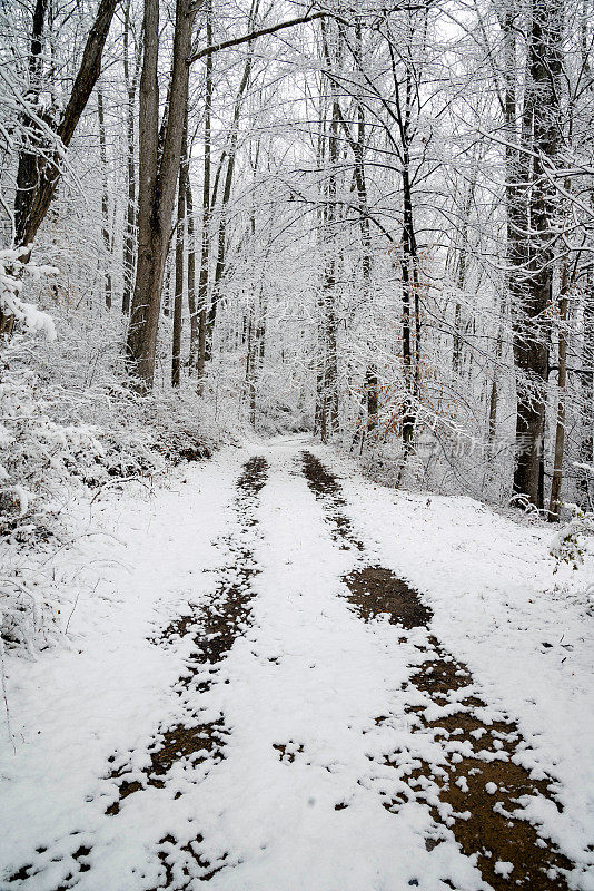 下雪的森林