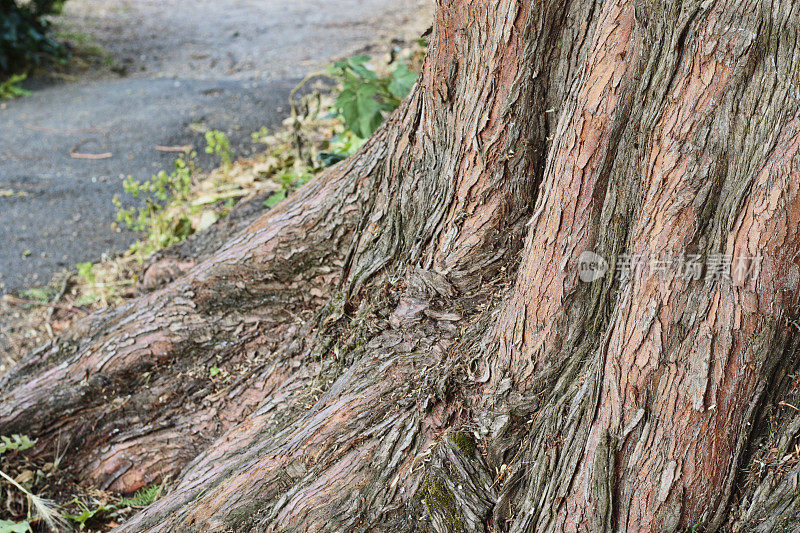 红杉的根和树干是稳固的基础