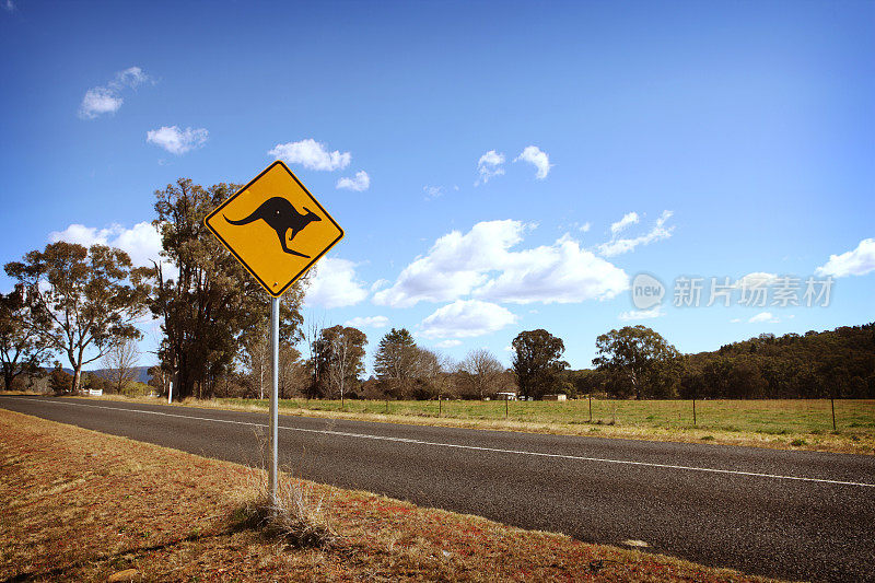 袋鼠在路上-澳大利亚农村