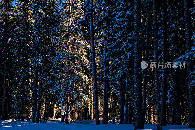 阳光过滤通过风景森林的冬季雪树