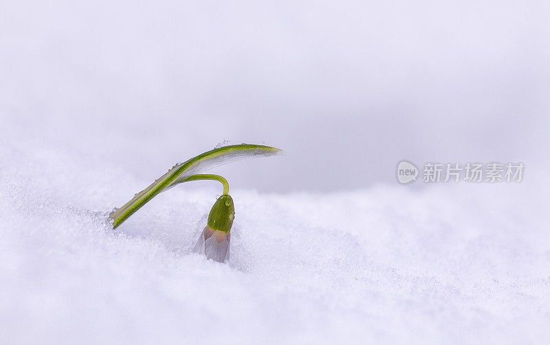 雪花莲在雪