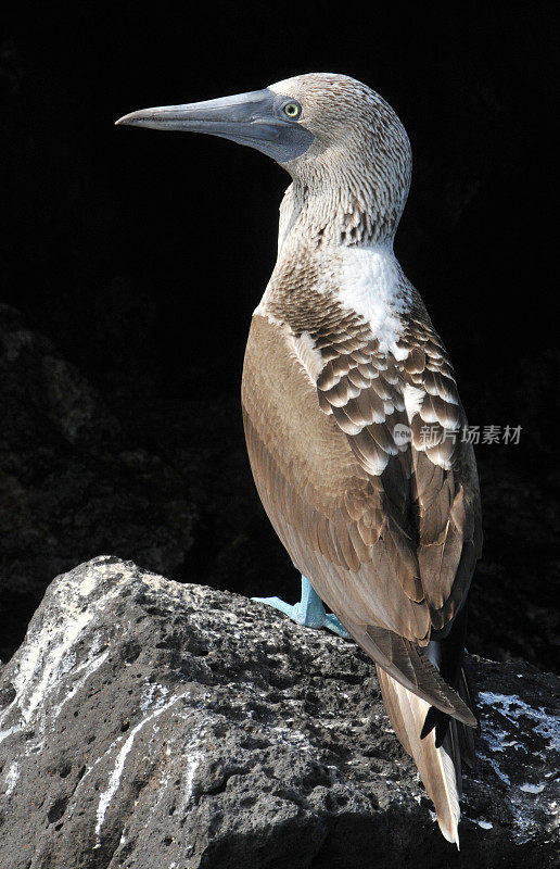 来自加拉帕戈斯群岛圣菲岛的蓝脚鲣鸟