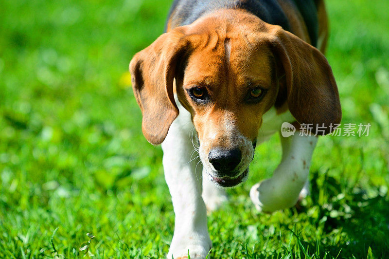 小猎犬在草地上奔跑