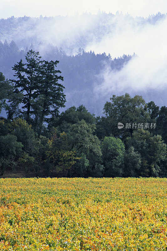 葡萄酒国家风景