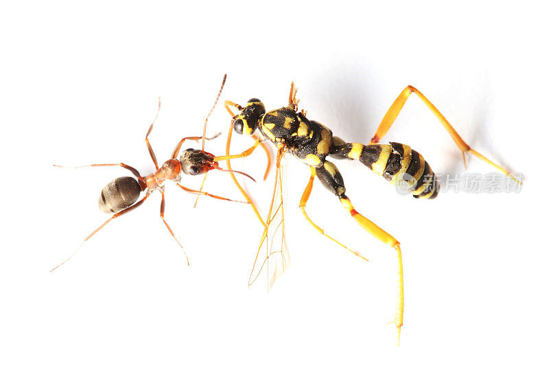 红蚂蚁和黄蜂03
