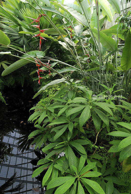 温室里的植物