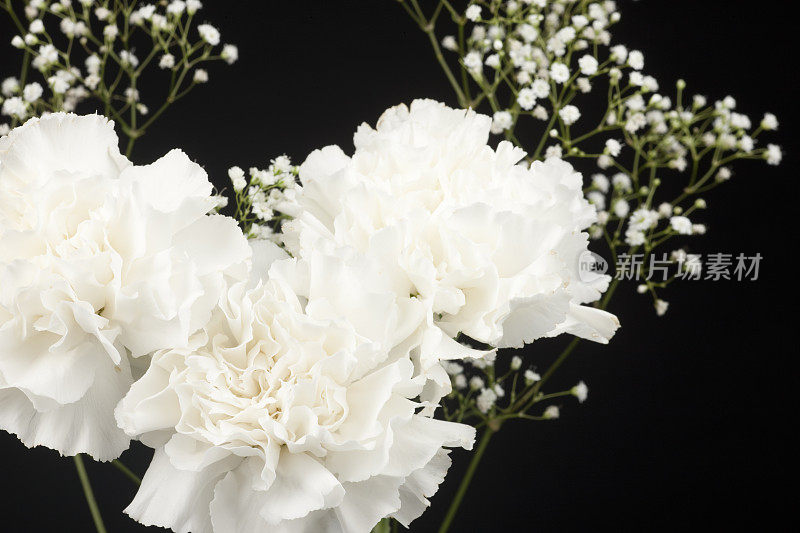 康乃馨，插花，孤立于黑色，花，白色，花束