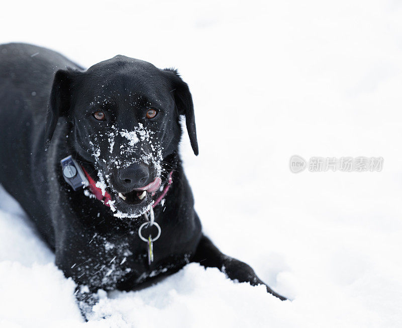 黑狗舔着雪