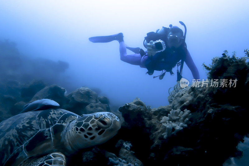 Scubadiver拍摄龟