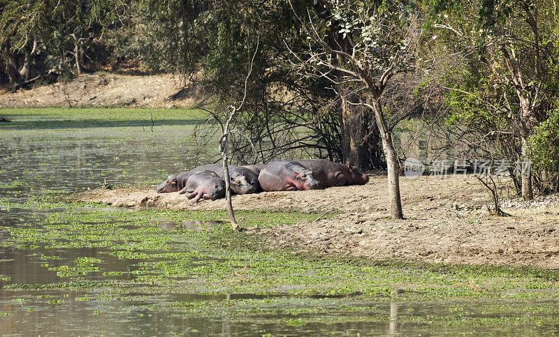 Hippo-family