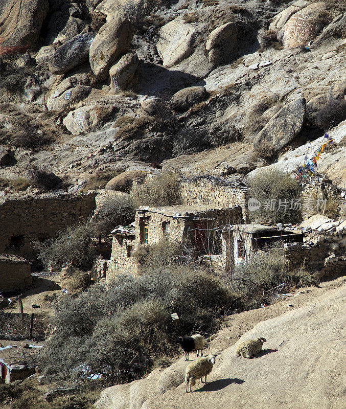 西藏农村风光羊和石屋。
