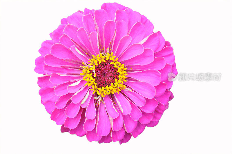 孤立Zinnia花