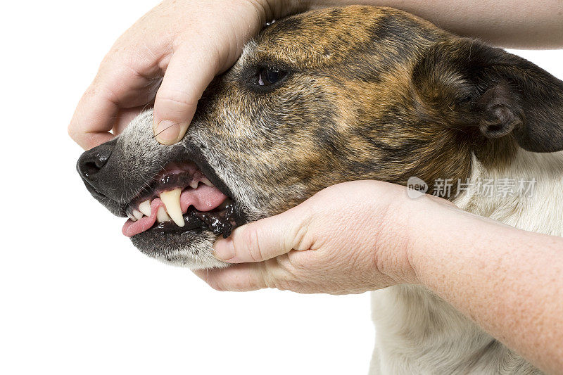 检查一只成年狗的牙齿