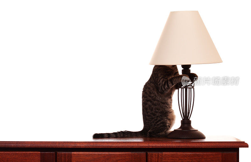 灯罩下的猫