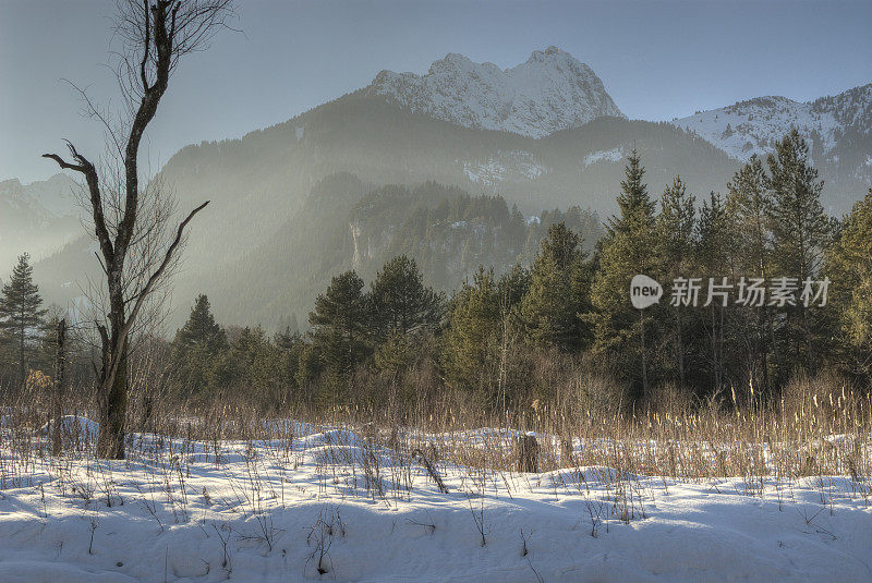 冬雾景观与孤独的树