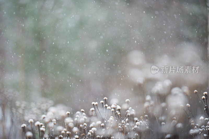 下雪时种子穗