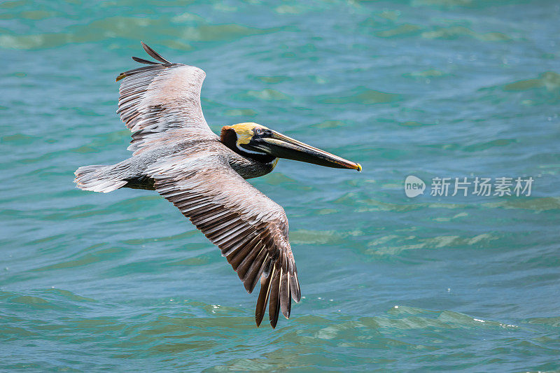 飞行鹈鹕