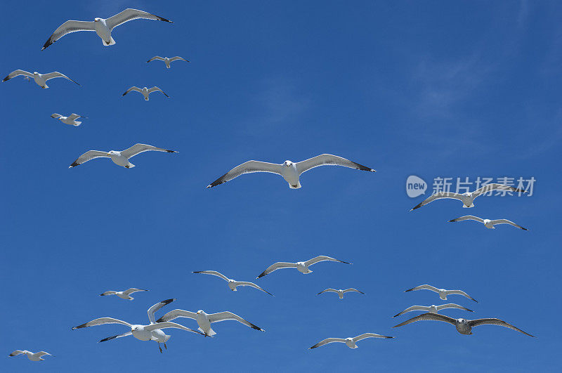 一群加利福尼亚海鸥在头顶飞过