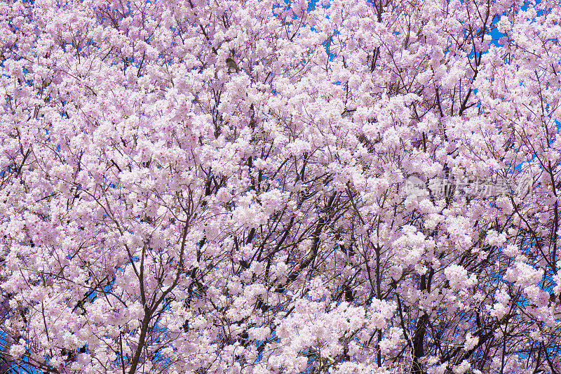 日本樱花