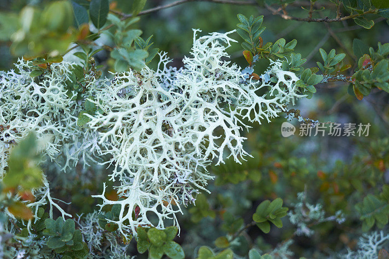 黄杨树上的苔藓