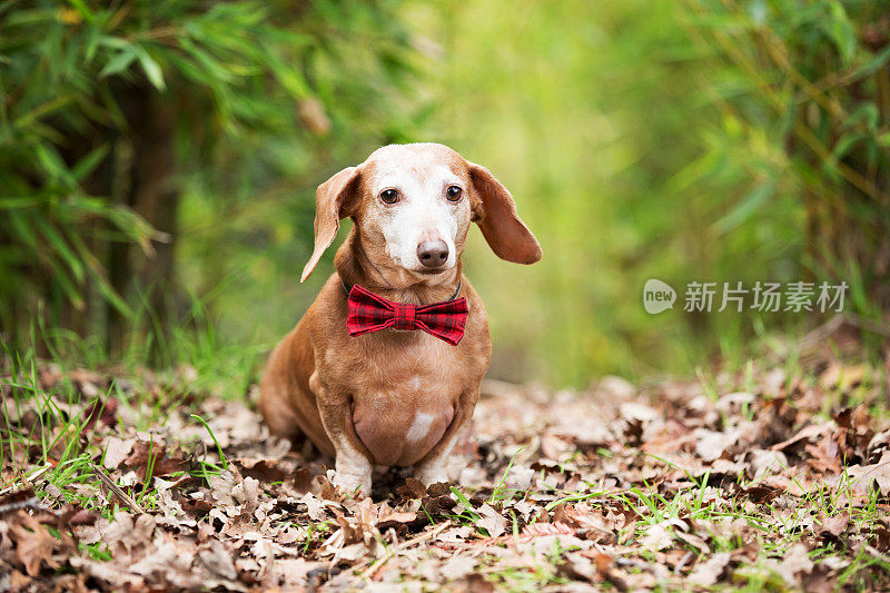 可爱的腊肠狗戴着红色格子领结