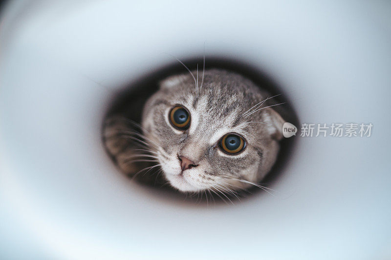 苏格兰折耳猫的猫