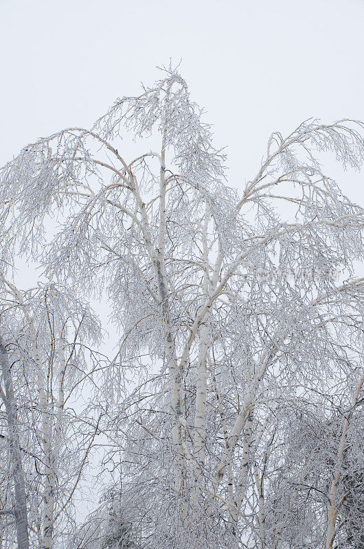 冰雨过后，树木被冰雪覆盖