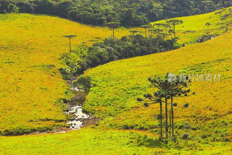 巴西南部巴拉那的阿劳卡里亚和河流，潘帕草原乡村景观