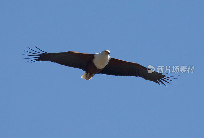 非洲鱼鹰