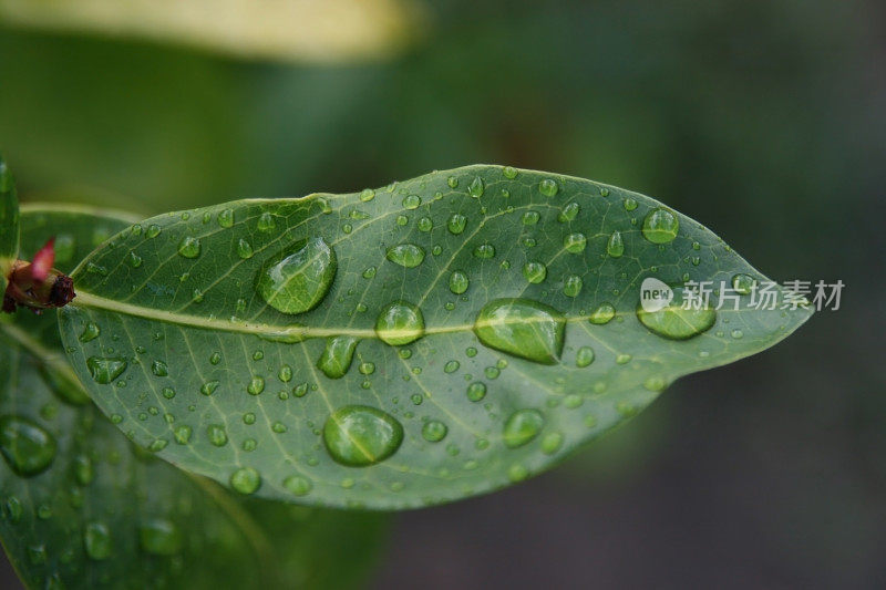 雨滴