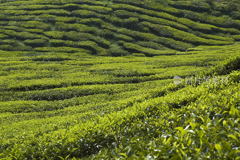 马来西亚卡梅隆高地的茶园