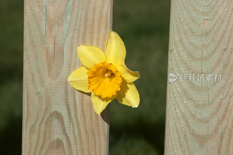 水仙花