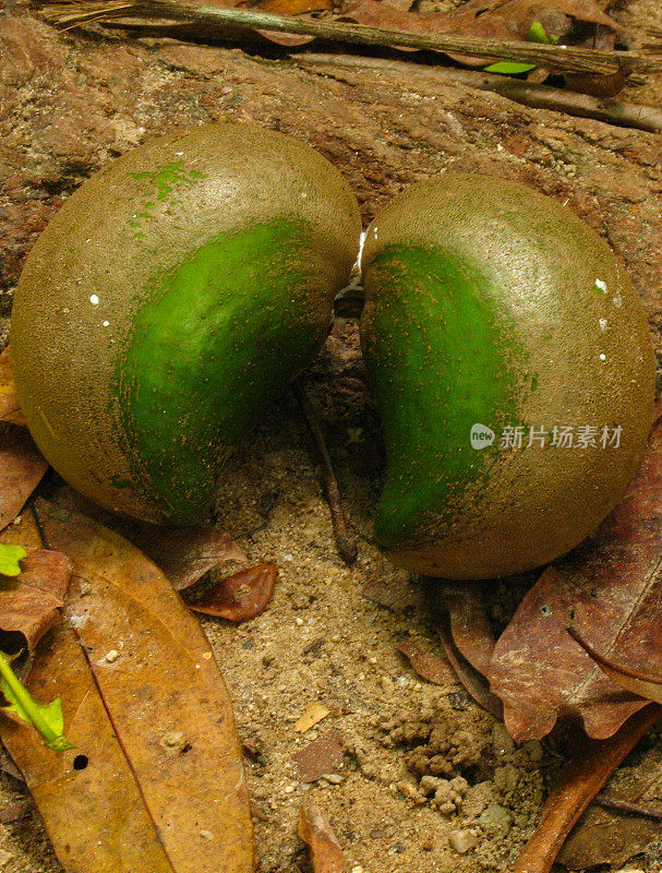 洪都拉斯拉塞巴附近热带雨林的野生坚果特写