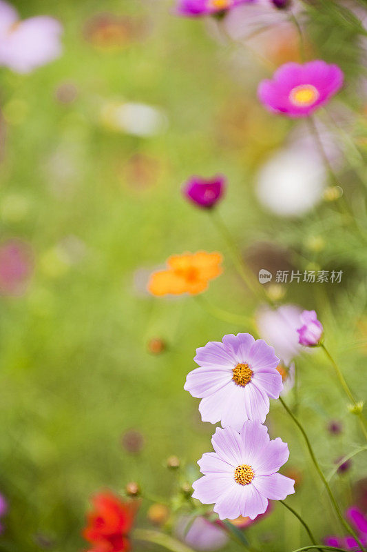 宇宙的花