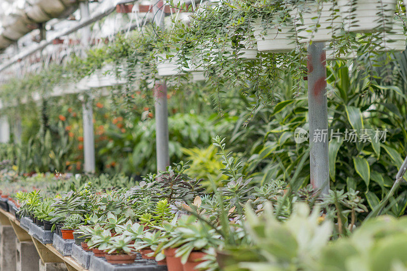 沙漠植物