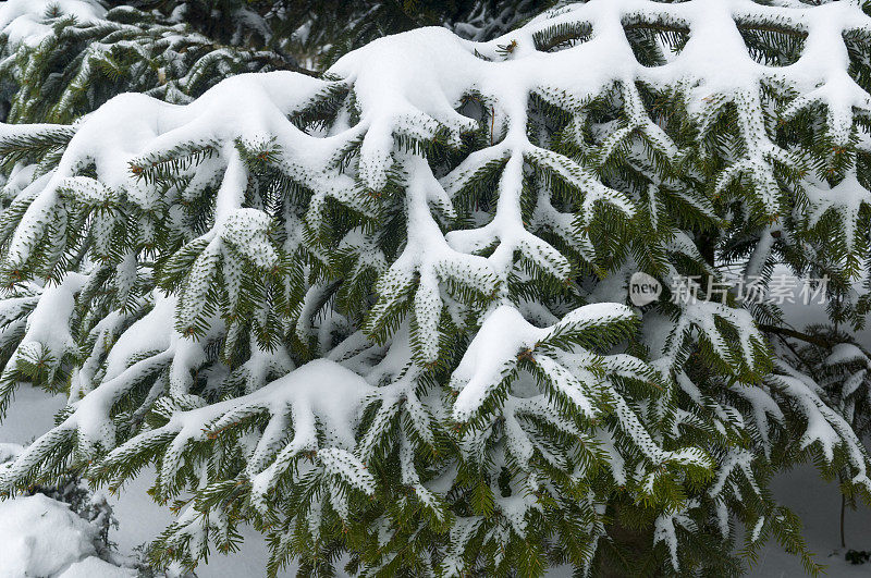 白雪皑皑的松树枝