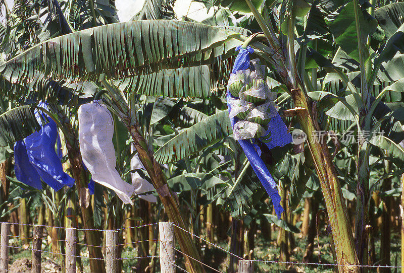 在洪都拉斯中部的拉塞巴和托科亚附近，商业领域的树上覆盖着塑料，以保护香蕉在收割和出口前不受损害